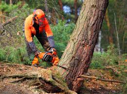 Best Leaf Removal  in New Brunswick, NJ